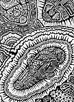 Wanderings, ©2003 Judy Swallow