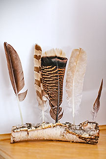 Collected feathers