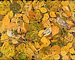 Often Overlooked, &copy;2007 Judy Swallow